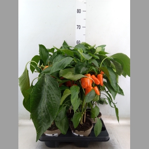 Capsicum annuum   ...paprika