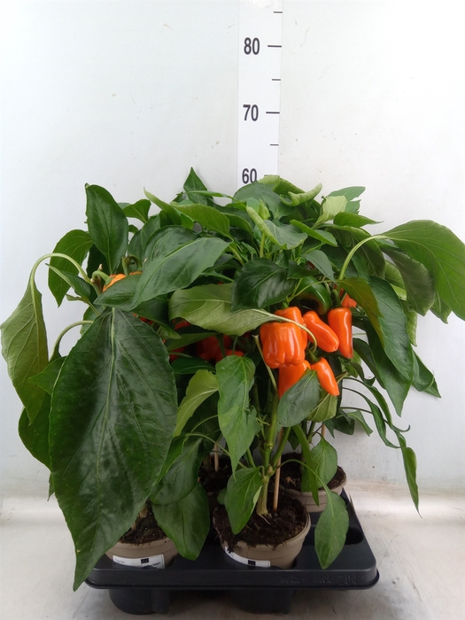 <h4>Capsicum annuum   ...paprika</h4>