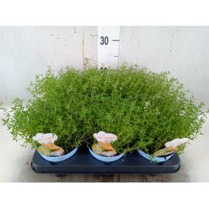 Thymus vulgaris 'Compactus'