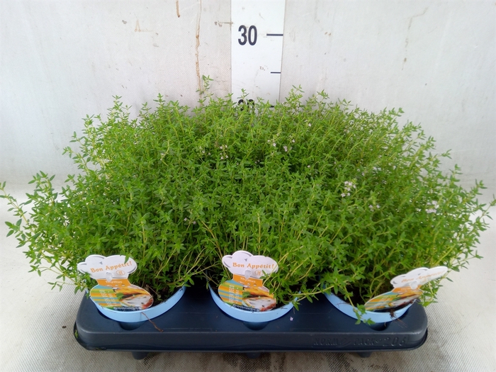<h4>Thymus vulgaris 'Compactus'</h4>