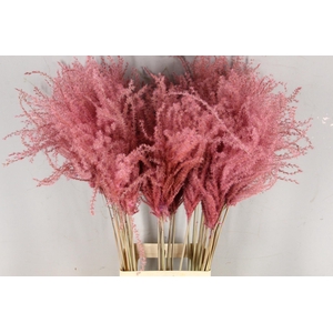 DF Miscanthus 90cm L.Pink