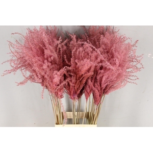 DF Miscanthus 90cm L.Pink