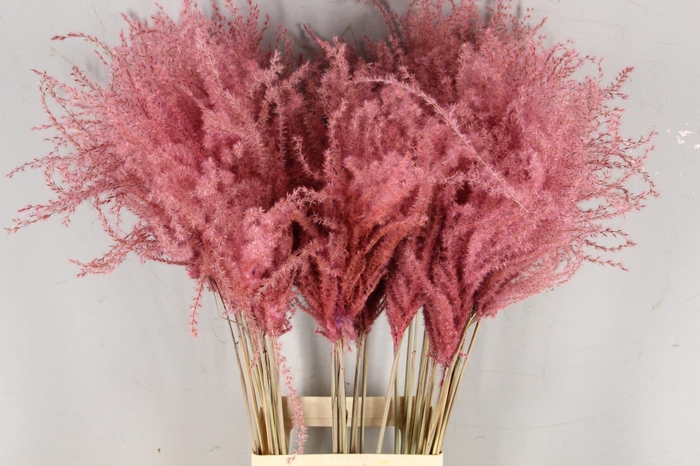 <h4>DF Miscanthus 90cm L.Pink</h4>