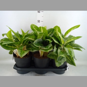 Aglaonema  'Lemon Mint'