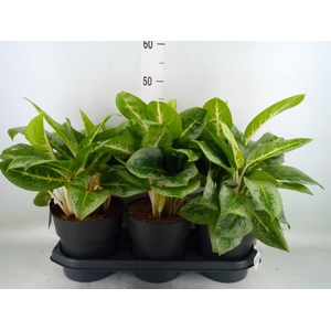 Aglaonema  'Lemon Mint'