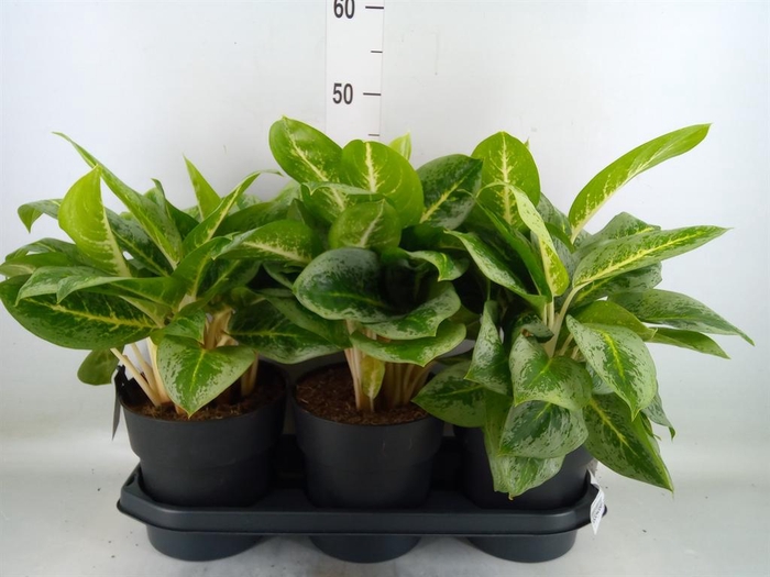<h4>Aglaonema 'Lemon Mint'</h4>