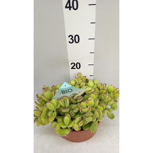 Cotyledon tome. ladys.