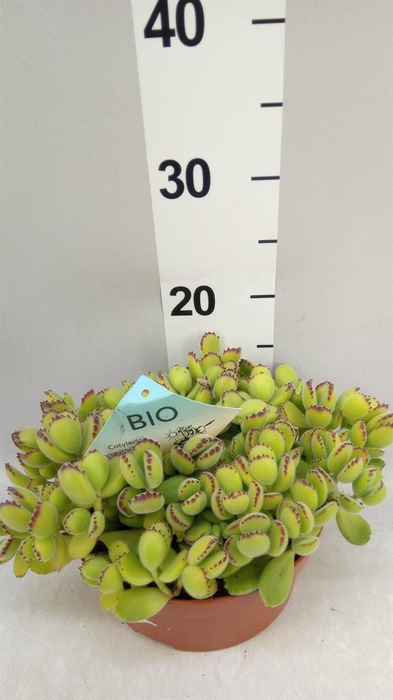 <h4>Cotyledon tome. ladys.</h4>