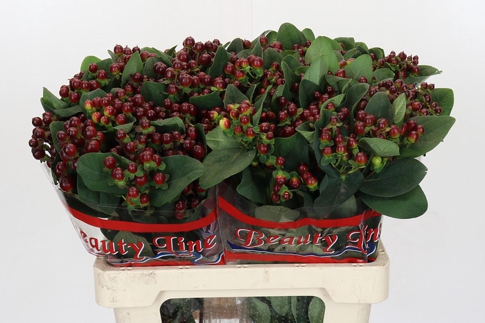 Hypericum x inodorum Globo Burgundy