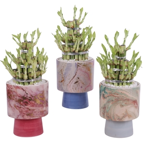 Lucky Bamboo Shape Round 3B Ø14cm Ceramic FB676