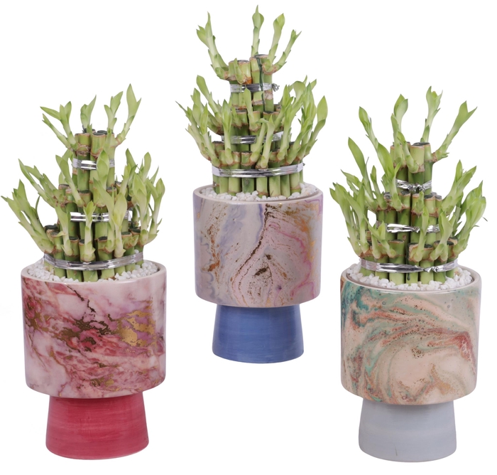 <h4>Lucky Bamboo Shape Round 3B Ø14cm Ceramic FB676</h4>