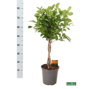 Ficus Microcapra Moclame 21Ø 80cm 4pp