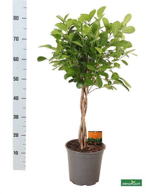 Ficus Microcapra Moclame 21Ø 80cm 4pp