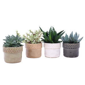 Succulent mix 10,5 cm in Siwa sierpot