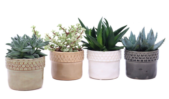 <h4>Succulent mix 10,5 cm in Siwa sierpot</h4>