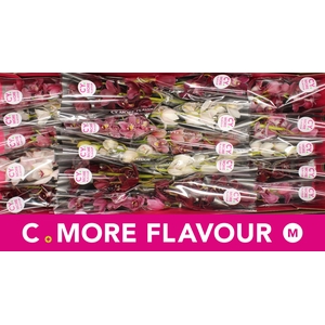 Mini cymbidium 'Valentine Mix' 40 cm