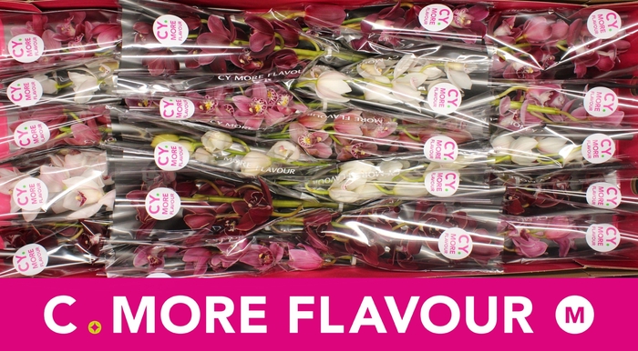 <h4>Mini cymbidium 'Valentine Mix' 40 cm</h4>