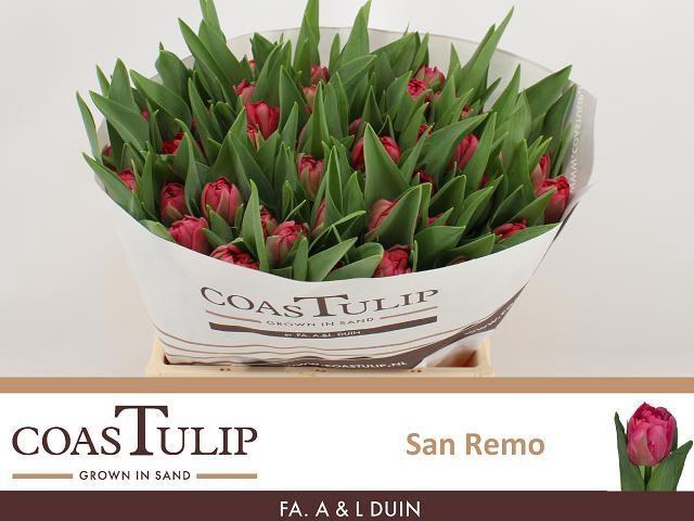 <h4>TU DU SAN REMO</h4>