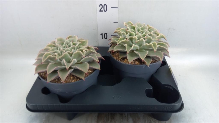 <h4>Echeveria   ...</h4>