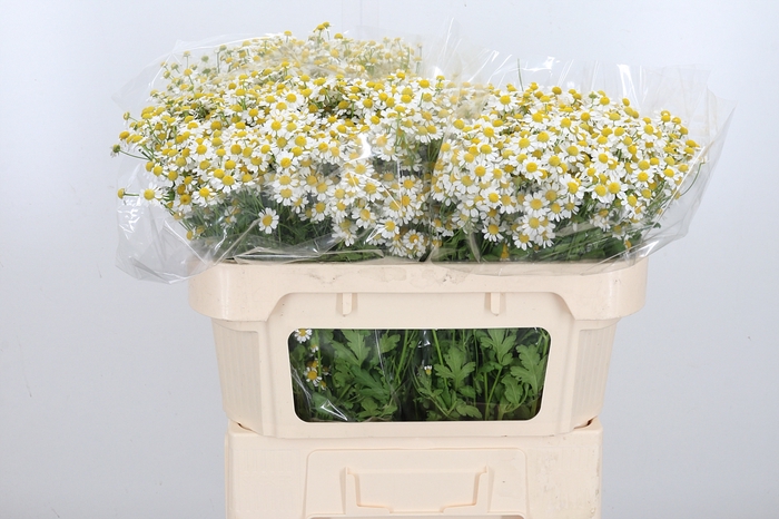 <h4>Tanacetum Pa Single Vegmo</h4>