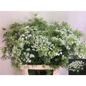 Ammi Majus Spray 80cm