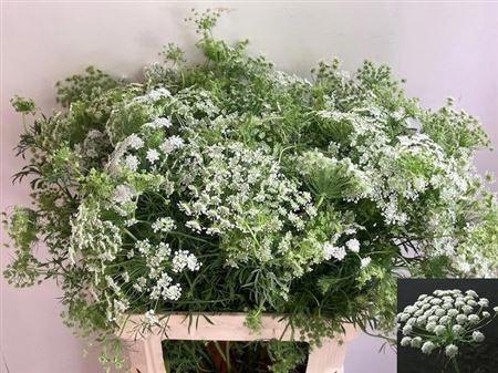 <h4>Ammi Majus Spray 80cm</h4>