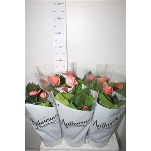 Anthu A Mystique 4+ P17