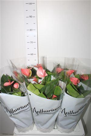 <h4>Anthu A Mystique 4+ P17</h4>