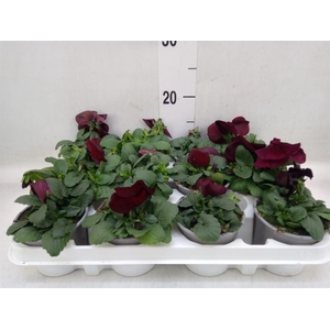 Viola wr. 'Matrix Red Blotch'