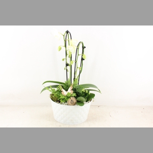 arr2 PL - Zink diamant White Phal x2
