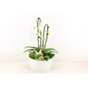 arr2 PL - Zink diamant White Phal x2