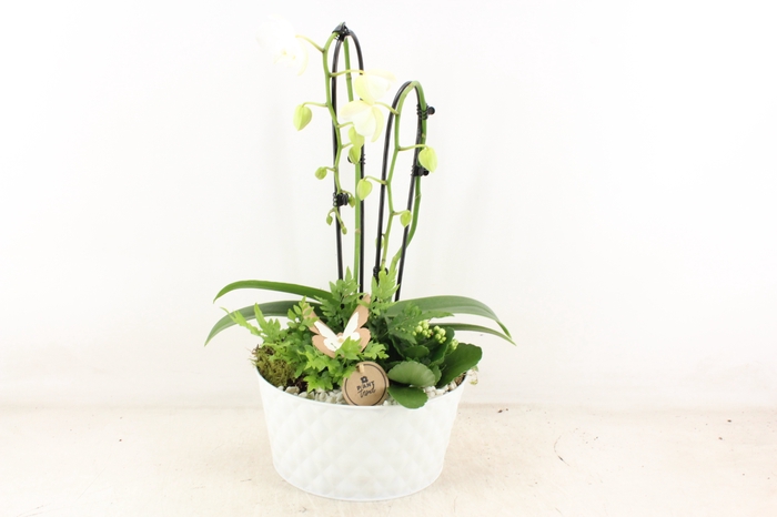 <h4>arr2 PL - Zink diamant White Phal x2</h4>