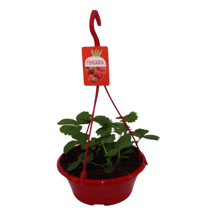 <h4>FRAG BELTRAN</h4>