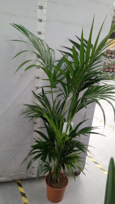 <h4>Howea forsteriana</h4>