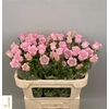 Camp M Pearl Pink