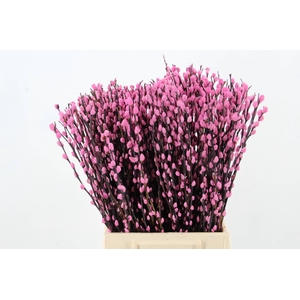 Salix Snowflake  50cm Pink