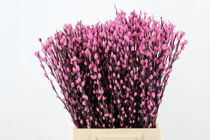 <h4>Salix Snowflake  50cm Pink</h4>
