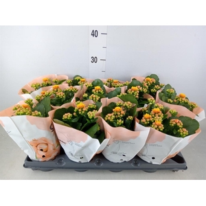 Kalanchoe   ...