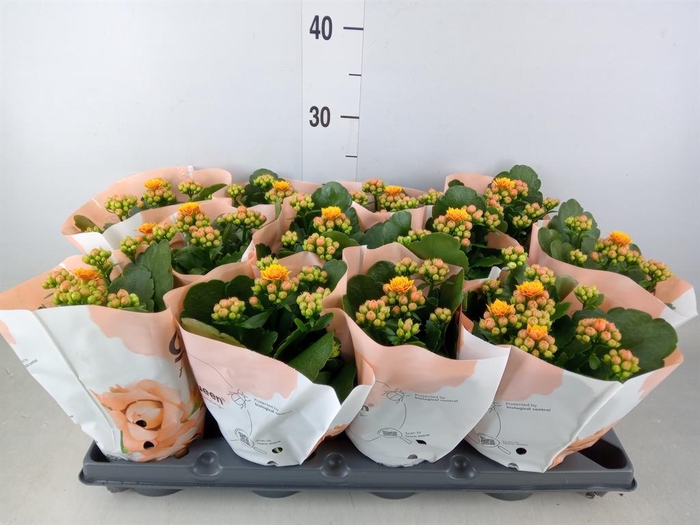 <h4>Kalanchoe ...</h4>
