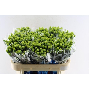 Hyp Coco Bamboo Green