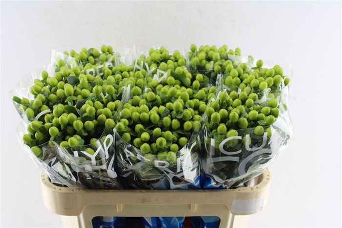 <h4>Hyp Coco Bamboo Green</h4>