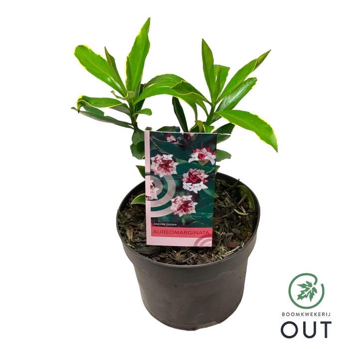 <h4>Daphne odora 'Aureomarginata' P17</h4>