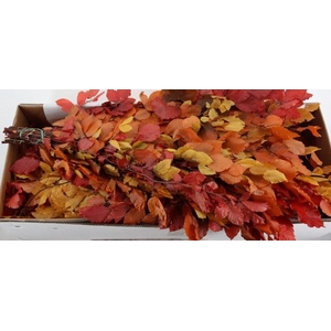 PF BEECH LEAFS AUTUMN BS 150GR