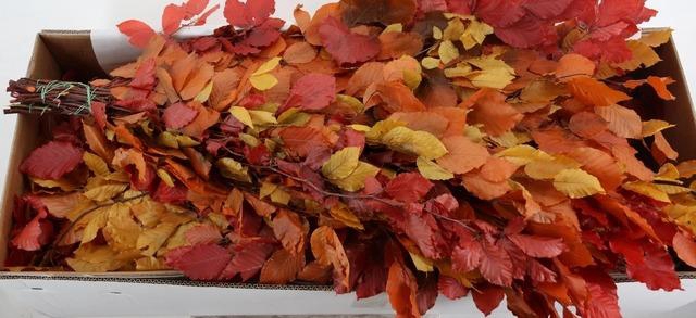 <h4>PF BEECH LEAFS AUTUMN BS 150GR</h4>