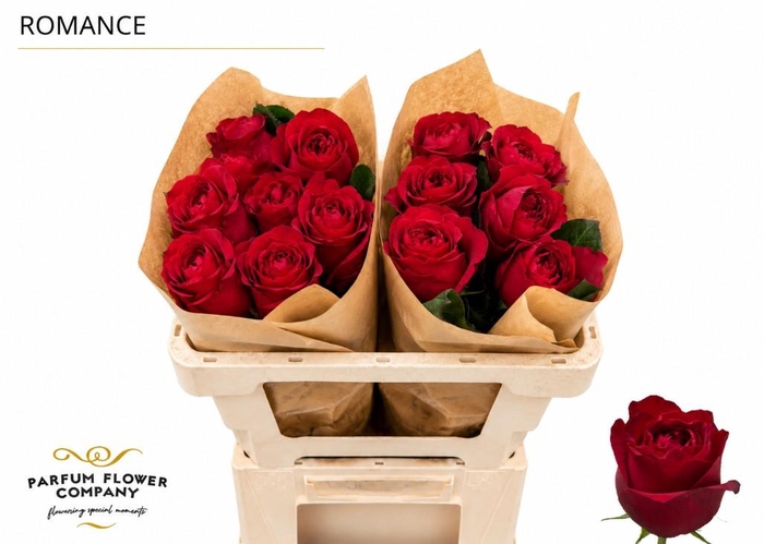 <h4>Rosa Garden Romance</h4>