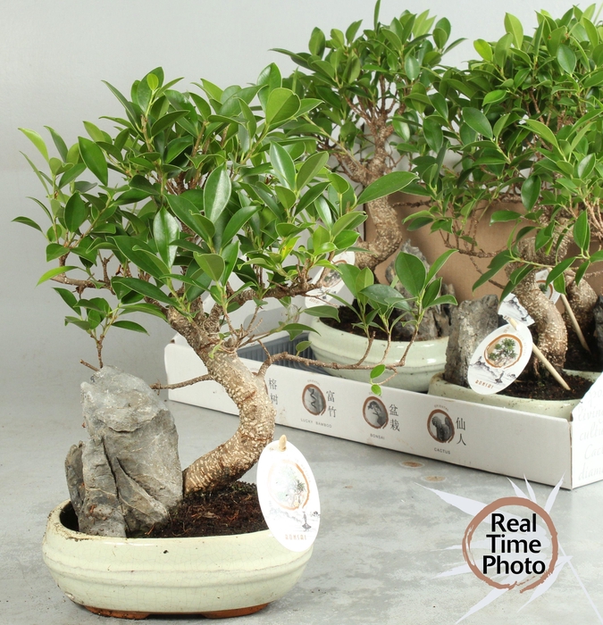 <h4>BONSAI GEM</h4>