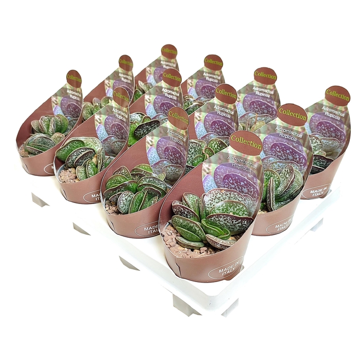 Adromischus Rupicola Potcover