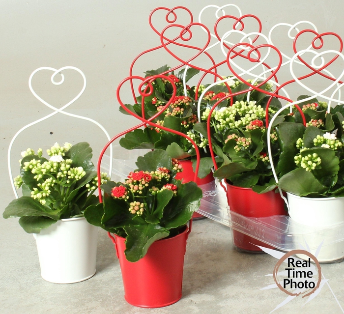 <h4>ARR KAMERPL</h4>