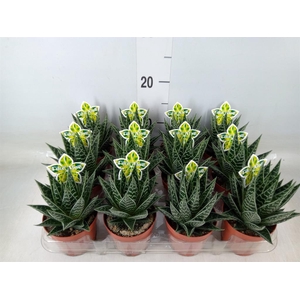 Aloe aristata 'Tiki Tahi'