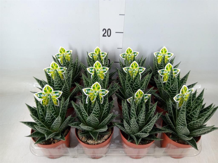 <h4>Aloe aristata 'Tiki Tahi'</h4>